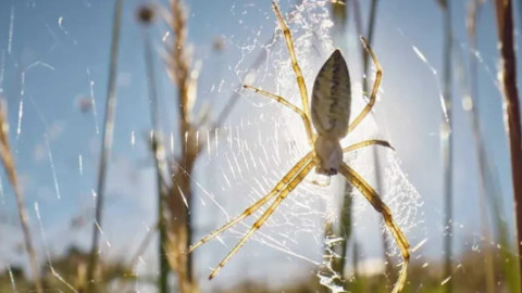 Doku - Flora & Fauna backdrop