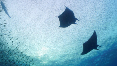 Doku - Flora & Fauna backdrop