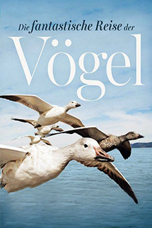 Die fantastische Reise der Vögel – Federleicht und flügelweit