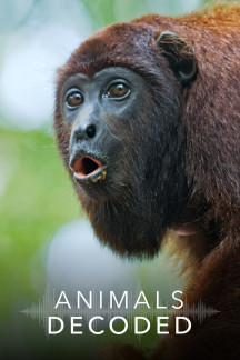 Geheime Sprache der Tiere