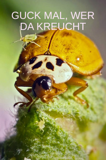 Guck mal, wer da kreucht