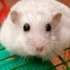 Sebnem