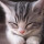 Bastet61
