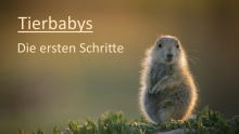 Tierbabys – Die ersten Schritte, Cover, HD, Serien Stream, ganze Folge