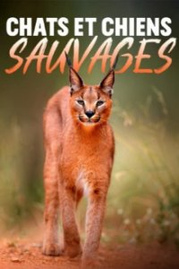 Cover Wildkatzen und Wildhunde, Poster
