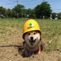 TheSafetyDoggo